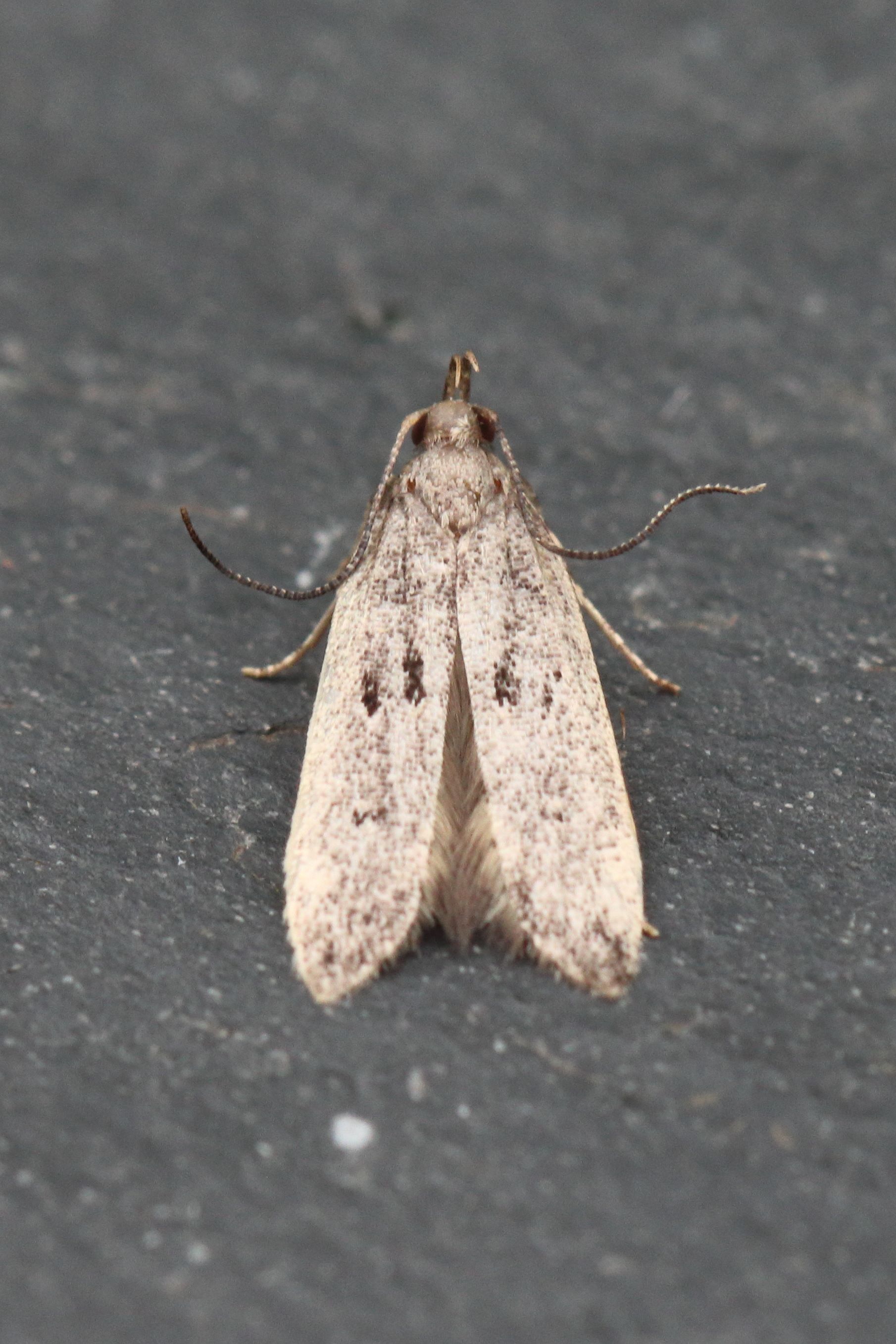 Photo of Lichen Sober (Dichomeris alacella)